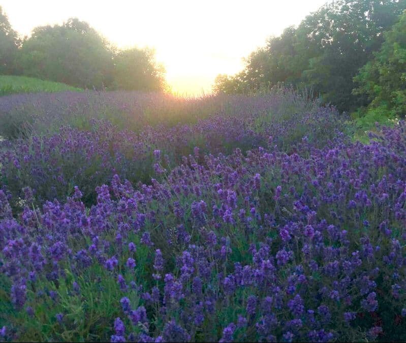 Lancaster Lavender – Lavendel